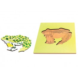 İSKELETLİ KURBAĞA PAZIL - FROG SKELETON PUZZLE